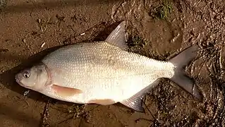 Carp bream