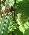 Abrostola tripartita larva attacked by Picromerus bidens