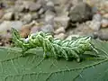 Larva