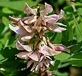 Abrus precatorius flowers