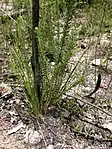 regrowth & burnt trunk