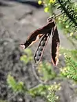 Seed pods