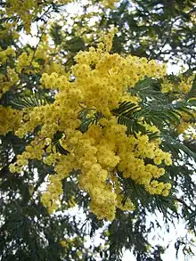 Silver Wattle (Acacia dealbata)