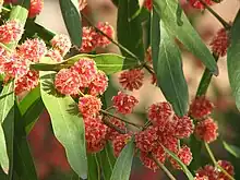 Scarlet Blaze (Acacia leprosa)