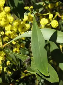 a fly perched on a phyllode