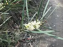 Sweet Wattle or Sweet-scented Wattle (Acacia suaveolens)