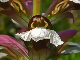 Close-up of stamens