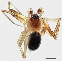 "Acanthinozodium crateriferum" Holotype male, dorsal view. Scale bar=1 mm