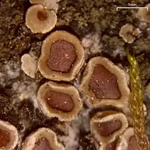 Acarospora glaucocarpa