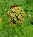 Red soldier beetle at the site