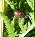 Scarab beetle at the site