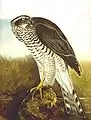 Habicht (Accipiter gentilis). Engraving by Johann Friedrich Naumann.