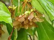 Samaras of Acer buergerianum are achenes with large wing-like structures.