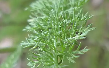 Close-up of leaf