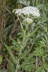 Yarrow (Achillea millefolium)