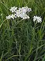 Sneezewort (Achillea ptarmica)