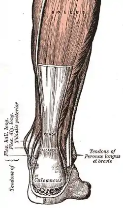 Diagram of an Achilles tendon