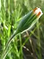 Achyrachaena mollis flower, side view