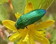 Female Acmaeodera viridaenea feeding on a flower