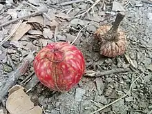 Acorn Plum Gall