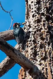 Male with "granary tree" full of acorns