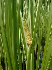 Acorus calamus