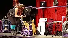 A woman smiling and gesturing at two small orange cats, one seated on a cat and the other pushing the cart from behind