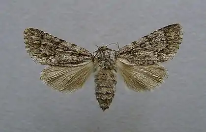 Mounted female