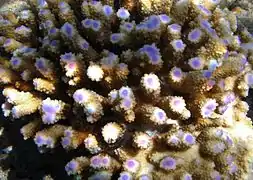 Acropora digitifera in Réunion island