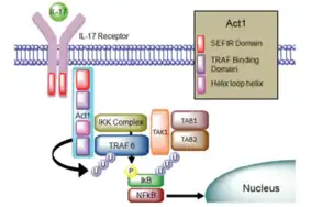 Source : Doyle, M. S., Collins, E. S., FitzGerald, O. M., & Pennington, S. R. (2012). New insight into the functions of the interleukin-17 receptor adaptor protein Act1 in psoriatic arthritis. Arthritis research & therapy, 14(5), 226. https://doi.org/10.1186/ar4071