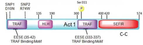 Source : Doyle, M. S., Collins, E. S., FitzGerald, O. M., & Pennington, S. R. (2012). New insight into the functions of the interleukin-17 receptor adaptor protein Act1 in psoriatic arthritis. Arthritis research & therapy, 14(5), 226. https://doi.org/10.1186/ar4071