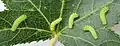 Actias luna reared on American Sweetgum.