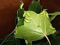 Actias luna