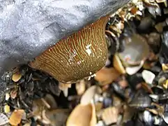 Actinia striata