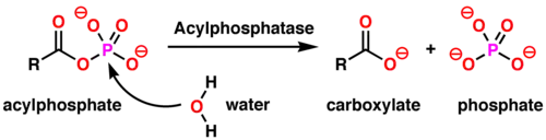 The chemical reaction catalyzed by acylphosphatase enzymes.