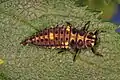 Larva