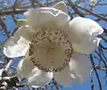 Adansonia digitata flower