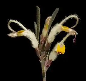 Flower detail