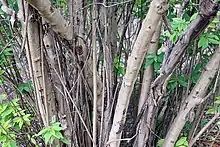 "Adenaria floribunda" at Fairchild Tropical Botanic Garden, Miami