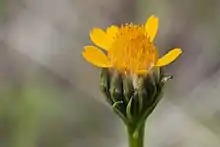 yellow San Felipe dogweed flower emerging from green bud