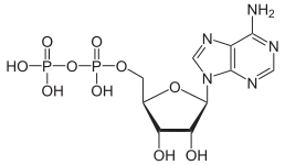 Adenosine diphosphate (ADP)