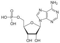 Skeletal formula of AMP