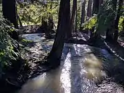 At high flow, a week after January 2017 rains, in Los Altos Redwood Grove