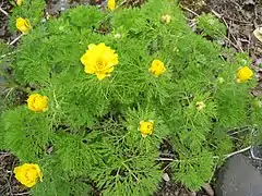 Plant of Adonis pyrenaica