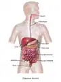 Image 5Illustration of the adult digestive system.