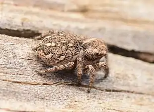 Adult female dorsal