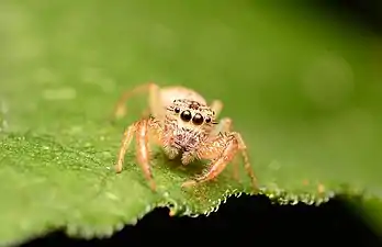 Adult female face