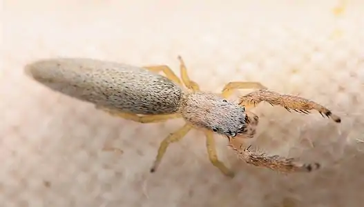 Adult female dorsal