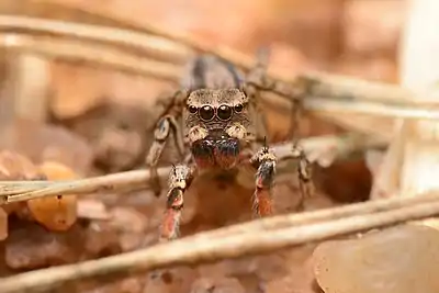 Adult male face