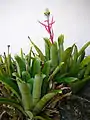 Aechmea Bromeliifolia